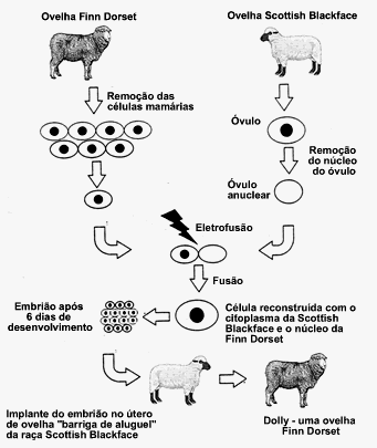 Clonagem de animais: a ovelha Dolly