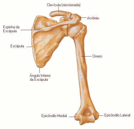 148 Úmero e Escápula Vista Posterior Figura 44: Representação do úmero e escápula: clavícula, acrômio, espinha da escápula, ângulo inferior da escápula e epicôndilos medial e lateral.