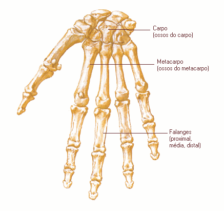 149 Articulação Interfalangiana: juntura entre a primeira e a segunda falange (interfalangiana proximal) e entre a segunda e a terceira falange (interfalangiana distal); no caso do polegar, apenas