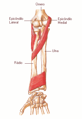 152 Antebraço em Supinação Figura 47: Representação do antebraço em supinação: