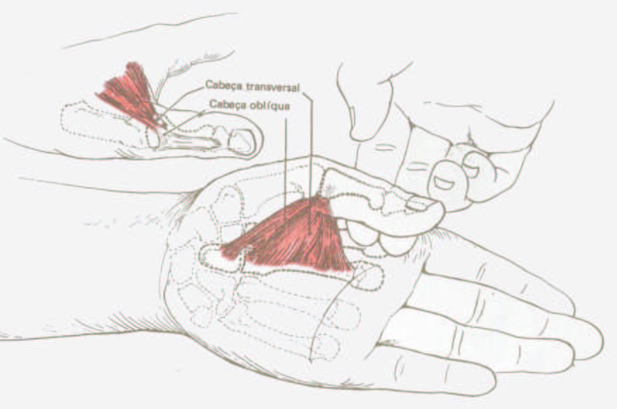 29 Figura 12: Representação do músculo adutor do polegar. Fonte: KENDALL, F. P. & McCREARY, E. K., 1987, p. 73. BALOGUN et al.