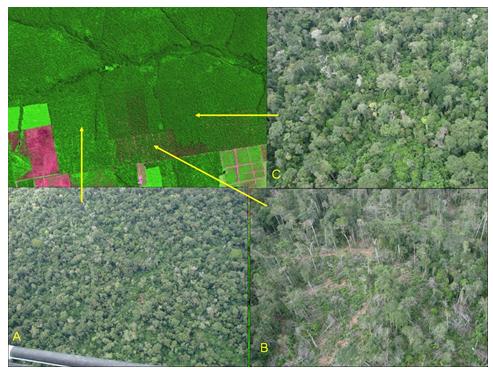 Degradação Florestal e seus estágios Corte seletivo A) Degradação de intensidade moderada, área em regeneração após exploração madeireira, pátios ainda evidentes; B)