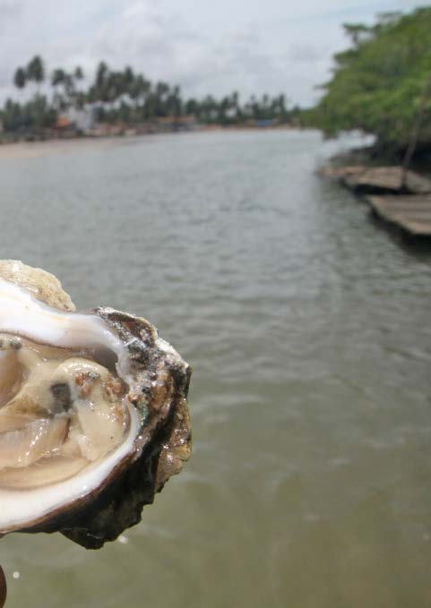 Bursztyn Pimenta e Sette e Paz Ostras Depuradas de #IlhaGram Alagoas Ostras Depuradas de Alagoas No estado de Alagoas - região nordeste do Brasil, o cultivo de ostras (ou ostreicultura) está presente