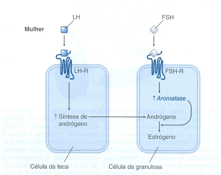 O LH aumenta a produção de androgênio e de progesterona O