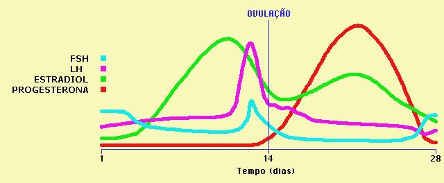 Dia Etapa do ciclo menstrual Observação 1 Primeiro dia da menstruação epitélio uterino é liberado 3-5 epitélio uterino é liberado 6-13 Fase folicular ou