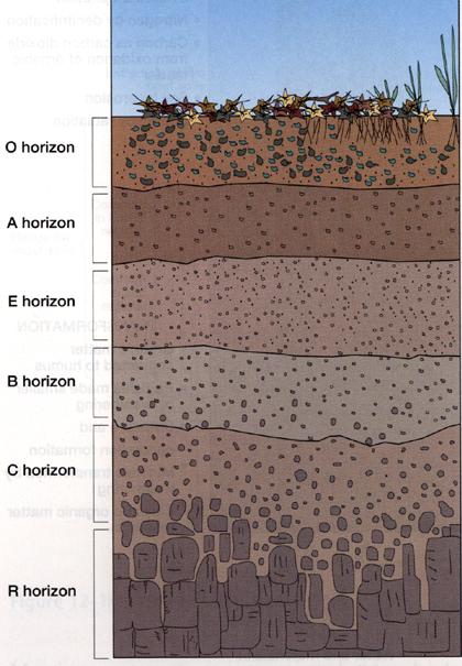 PERFIL DO SOLO Horizontes do Solo Horizonte O Horizonte H Horizonte A Horizonte E Horizonte B Horizonte C Horizonte F Horizonte R constituição orgânica, originadas em condições de drenagem livre.