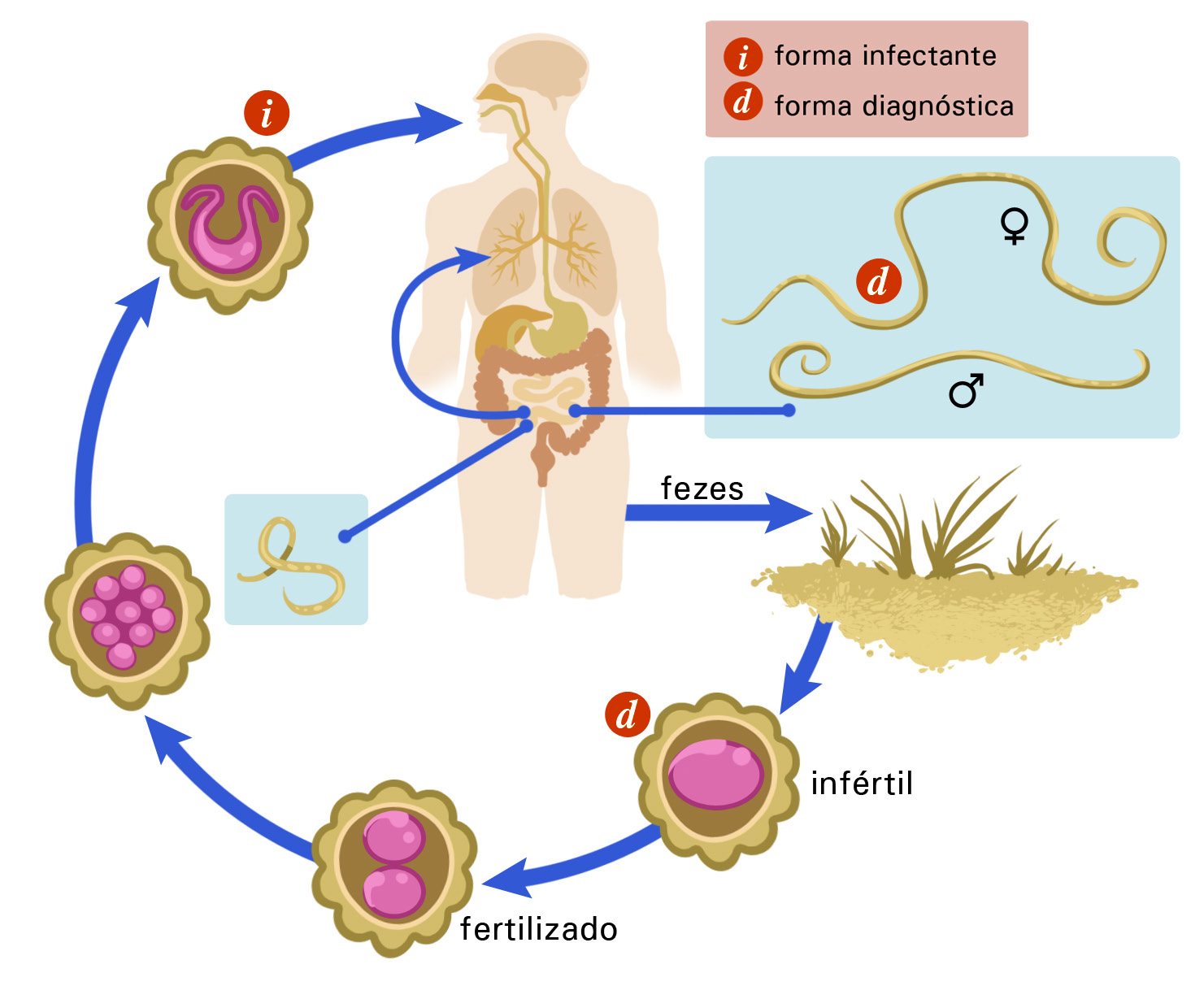 164 Licenciatura em Ciências USP/Univesp Módulo 5 Figura 7.5: Ciclo de vida do Ascaris lumbricoides. / Fonte: Adaptado de CDC. 7.3.