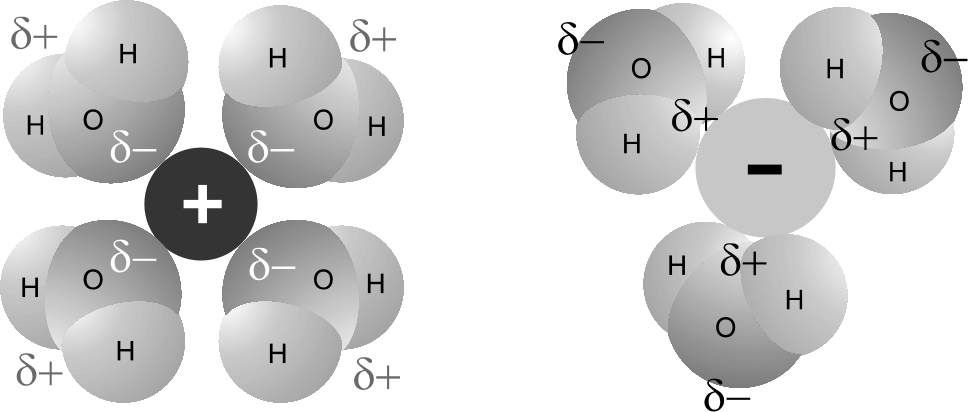 BIOQUÍMICA I Podemos compreender melhor os termos hidrofílico e hidrofóbico e seus significados pensando na origem destas palavras. O prefixo hidro é usado para fazer referência à água.