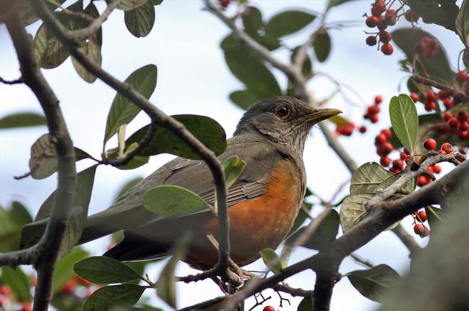 AS AVES Sabiá laranjeira (Turdus rufiventris) Ave símbolo do Brasil