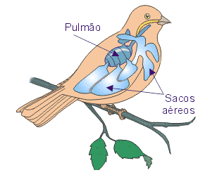 RESPIRAÇÃO Aves possuem pulmões. Possuem sacos aéreos ou cavidades pneumáticas.