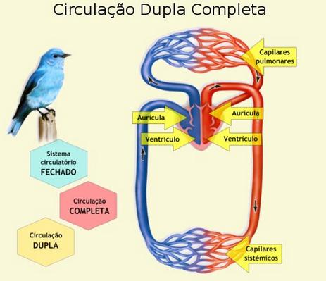 SISTEMA CIRCULATÓRIO Coração dividido em 4 cavidades: 2 átrios e 2 ventrículos. Circulação fechada, dupla e completa.