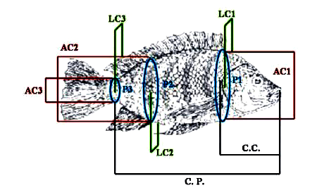 FIGURA 1. Avaliação morfométrica dos peixes.