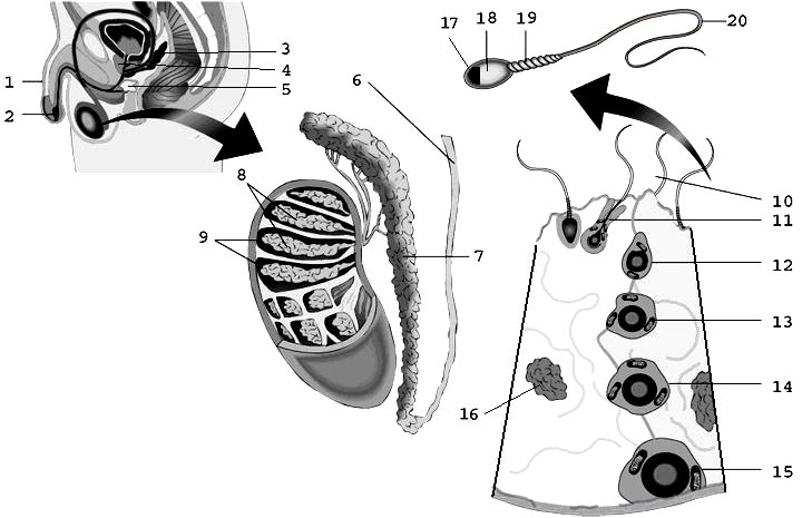 GRUPO I 1. A figura 1 representa um corte de diferentes estruturas do sistema reprodutor masculino. 1.1. Faça a legenda dos números da figura 1. 1.2.