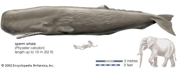 Na Armação e Ganchos foram capturados mais de 3 mil cachalotes (Physiter catodon) para o comércio