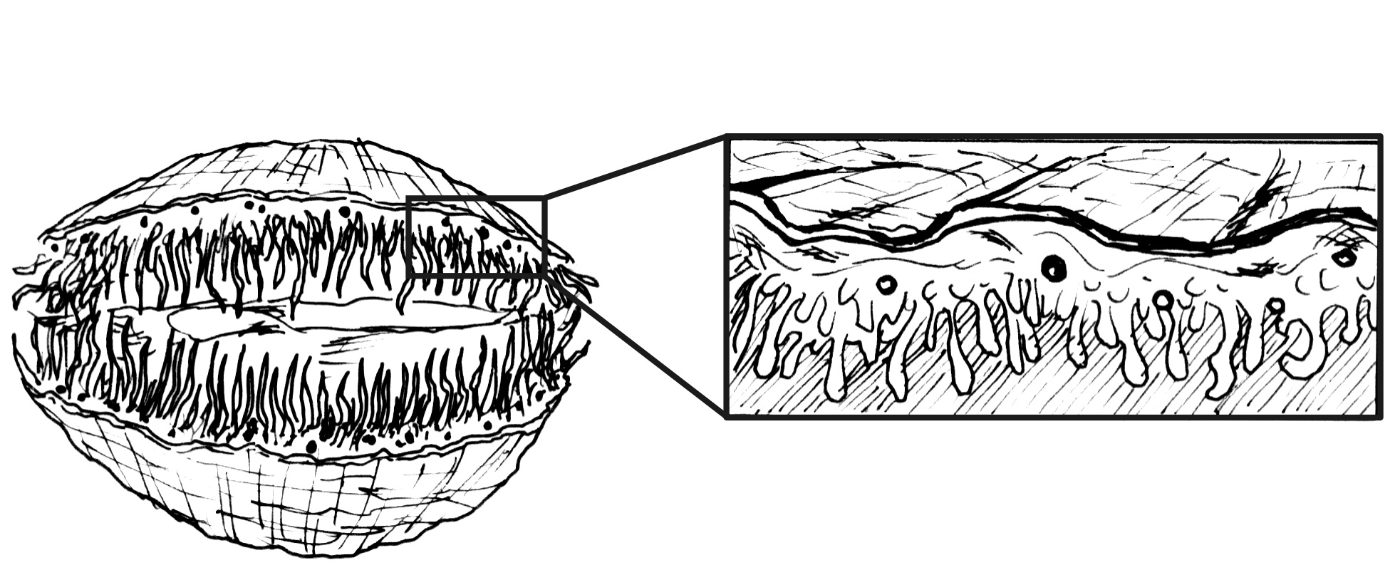 O sistema nervoso dos bivalves é formado por três pares de gânglios muito separados e conectados por fibras nervosas.