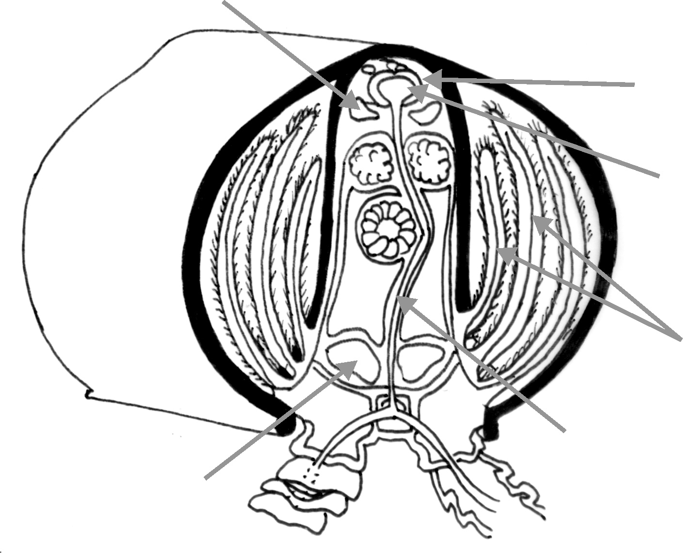 Diversidade Biológica dos Protostomados Filo Arthropoda: Crustacea I Seio do pericárdio Cavidade em torno do coração Coração Brânquias Seio esternal Artéria esternal Figura 25.