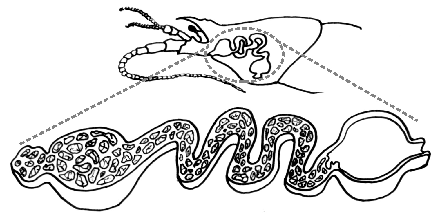 O sistema excretor O sistema excretor dos crustáceos situa-se na parte ventral da cabeça, à frente do esôfago.