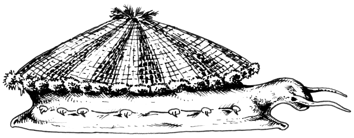Alguns gastrópodes primitivos (arqueogastrópodes) apresentam a concha na forma de um cone baixo, quase PATELIFORME, com pouca ou nenhuma espiral visível, como nas espécies de Fissurella, cujas