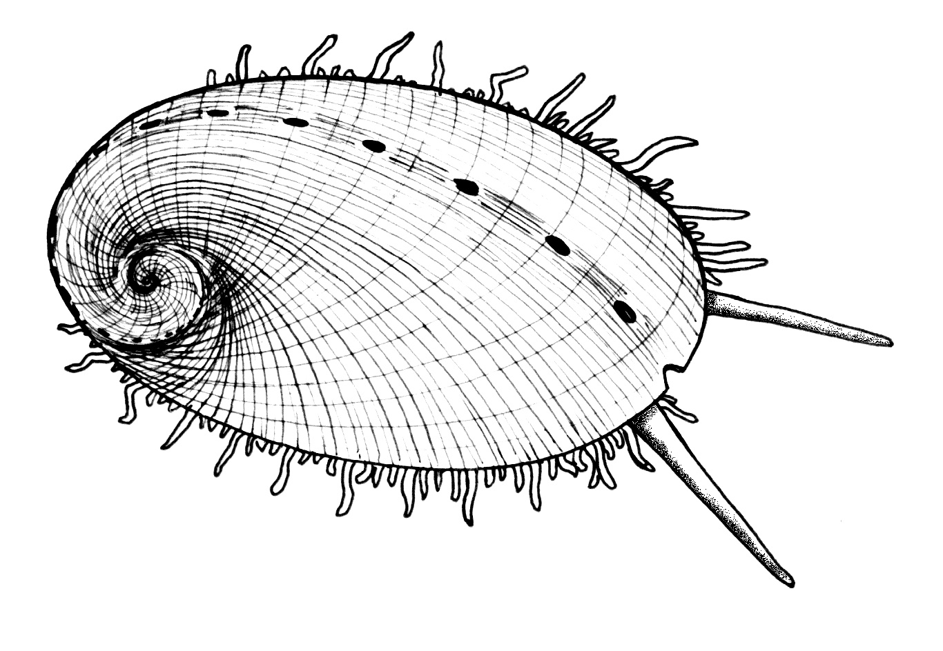 Diversidade Biológica dos Protostomados Filo Mollusca II Gastropoda Orifícios da concha Papilas da borda do manto Tentáculo Figura 29.