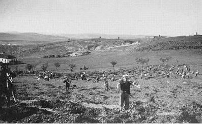 10 - Economia subordinada à política (continuação) Defesa da ruralidade ( lavoura - anos 30/40) Campanha do trigo (1929-1937): Alentejo, celeiro de Portugal apoio aos grandes latifundiários, compra