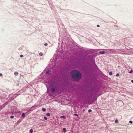 Neurônio: uma descoberta