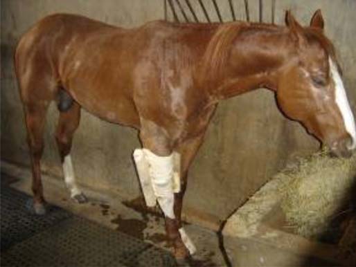 Renata Gebara Sampaio Dória et al. possível, e, em sua maioria, redução aberta e fixação interna podem ser realizadas e bons resultados são esperados em pacientes pesando menos que 350 kg.