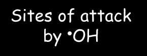 Sites of oxidative damage in DNA N N 2 N adenine Sites of attack by N N P - N N N N N 2 guanine P - sugar-phosphate backbone P - N N 2 N