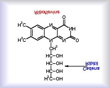 O FAD A porção riboflavina do FAD é sintetizada em diversos