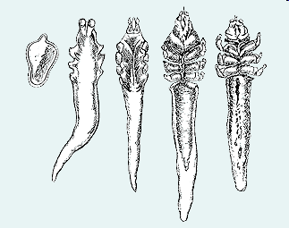 Larvas e ninfas (protoninfa e deutoninfa) são carreadas pelo fluxo de sebo para a boca do folículo, onde atingem a maturidade (GUIMARÃES 2001).