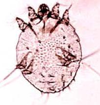 22 2.3.2 Sarna Sarcóptica A sarna sarcóptica é uma zoonose altamente transmissível, causada pelo ácaro do gênero S. scabiei (fig.