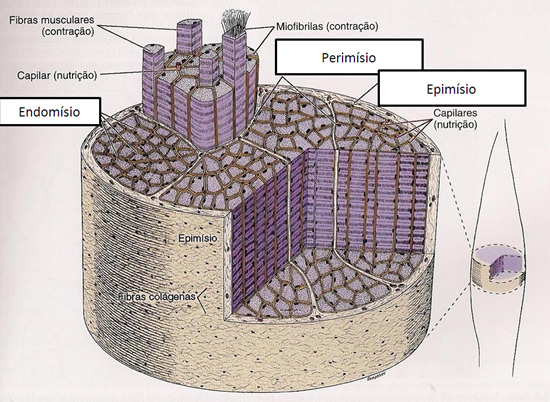 8 Figura 1: Representação esquemática ilustrando a organização do músculo esquelético. (adaptado) Fonte: JUNQUEIRA e CARNEIRO, 2008, p.183.