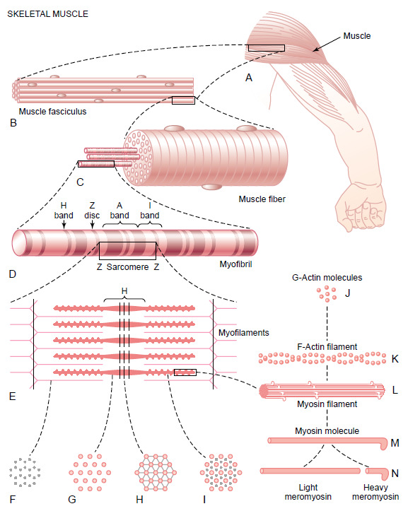 9 Figura 2: Organização do músculo esquelético, do nível macroscópio ao nível molecular. F, G, H e I são cortes transversais dos níveis indicados. Fonte: GUYTON e HALL, 2006, p.73.