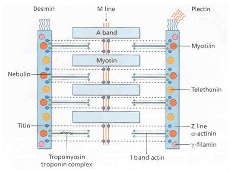 12 fazendo a conexão entre dois sarcômeros e a nebulina está localizada próxima a actina, controlando o número de ligações entre troponina e a tropomiosina (21).