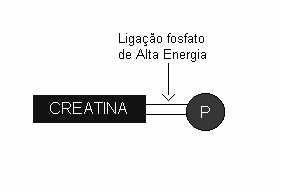 Vias Energéticas para Restaurar o ATP REAÇÕES ACOPLADAS 1.