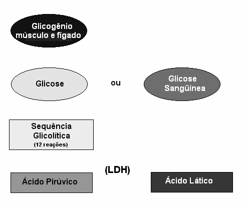 SISTEMA GLICOLÍTICO (Sistema do ácido-lático) GLICÓLISE ANAERÓBIA Glicogênio Glicose Ácido Pirúvico H+ ADP + Pi 2 ou 3 ATP Sem O 2 Ácido Lático GLICÓLISE ANAERÓBIA 1 mol (180g) CHO 1 mol Ác.