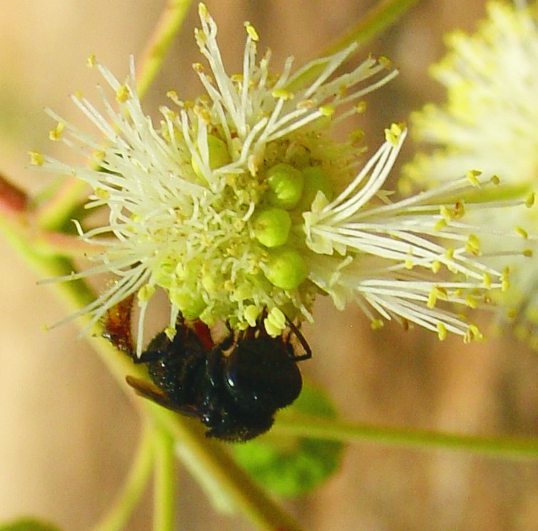 Registro de Visitantes Florais de Anadenanthera colubrina (VELL.) Brenan 39 Fig. 2.