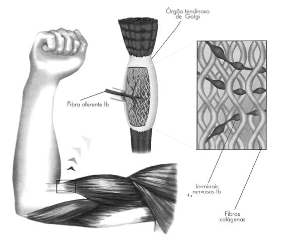 Figura 3: Órgão Tendinoso de Golgi. Fonte: Lent (2004, p.360). 2.