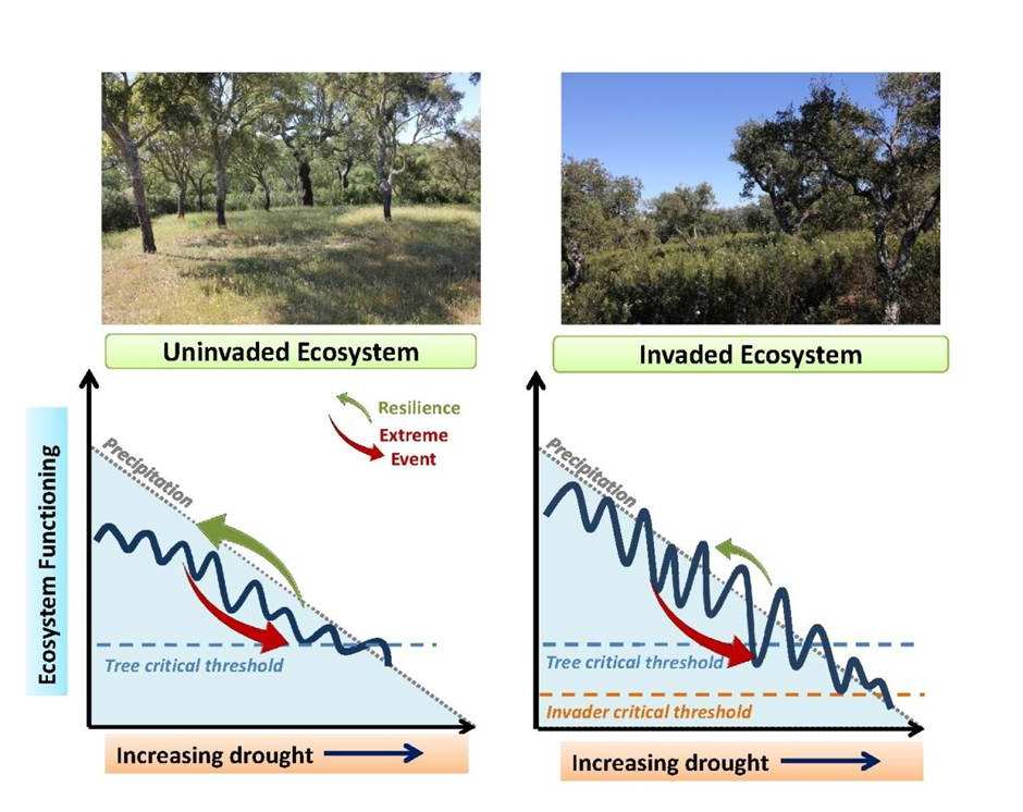 RESILIÊNCIA DA TRANSPIRAÇÃO DAS ÁRVORES À SECA E INVASÃO Recuperação Resiliência Resistência Árvores sem esteval Árvores com esteval As árvores invadidas tiveram uma menor resiliência e capacidade de