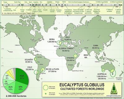 O Eucalipto Globulus http://git-forestry-blog.