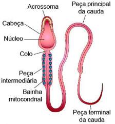 Complexo/aparelho de Golgi Funções: Centro de armazenamento; Processamento; Transformação; Empacotamento; Remessa de substâncias.