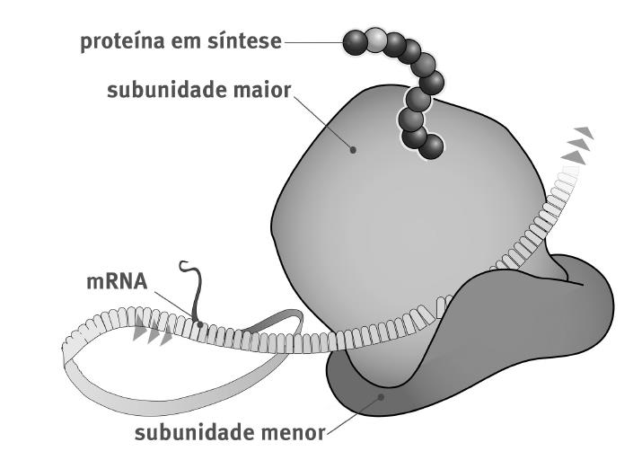 Ribossomos Proteínas são fabricadas à medida que o ribossomo percorre a extensão dos RNAm (mensageiro) traduzindo-os.