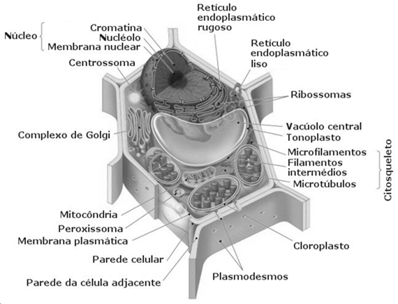 Célula procariótica Célula eucariótica Célula procariótica Pro =sem Cariótica =membrana Célula eucariótica Eu =verdadeira Cariótica =membrana Célula eucariótica x Célula procariótica Estrutura da