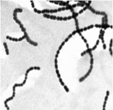 Parede celular das bactérias Gram-positivas Existem até 40 camadas de peptidoglicano 50% da parede celular Endotoxina Parede celular das
