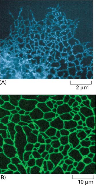 RETÍCULO ENDOPLASMÁTICO estrutura presente em todas células eucarióticas membrana do RE=1/2 do total de membranas da célula túbulos e sacos achatados compartimemto