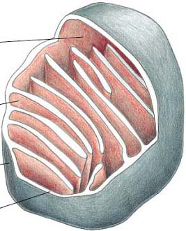 MITOCÔNDRIO - estrutura Matriz mistura altamente concentrada centenas de enzimas (oxidação piruvato e ác.graxos ciclo ác.