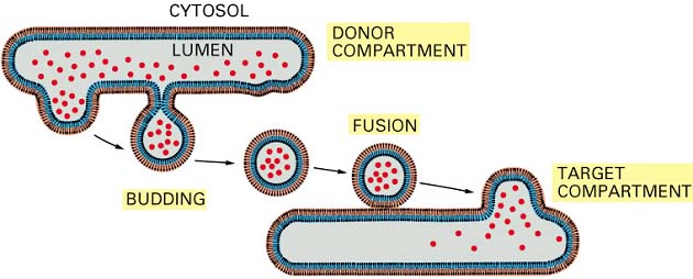 MECANISMOS MOLECULARES DO TRANSPORTE DE MEMBRANAS/MANUTENÇÃO DIVERSIDADE DOS COMPARTIMENTOS via endocítica e via biossintética-secretora lúmen compartimentos