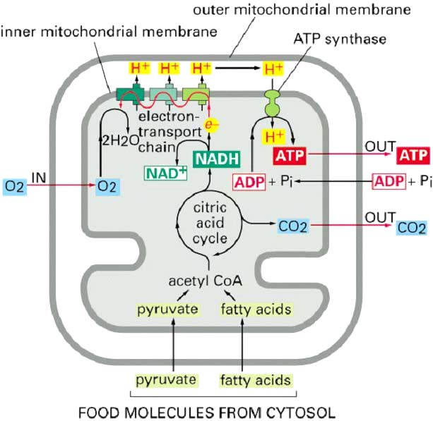 MITOCÔNDRIO metabolismo gerador de