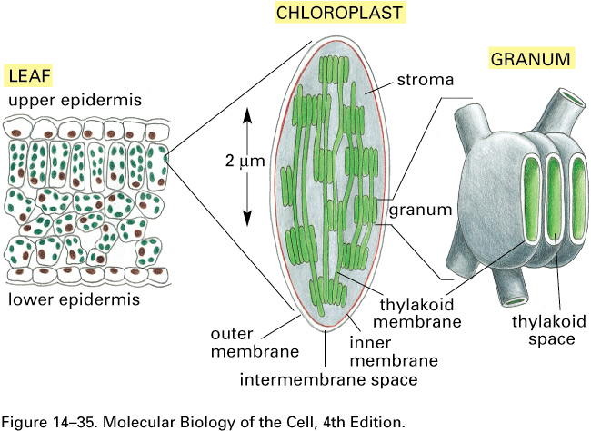 CLOROPLASTO - estrutura Memb.