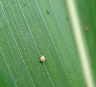 As características biológicas são altamente dependentes das condições ambientais, sendo favorecidos por altas temperaturas e condições normais de umidade relativa do ar.