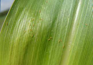 Tabela 4. Inseticidas* registrados para o controle do pulgão do milho (Rhopalosiphum maidis) na cultura do milho.